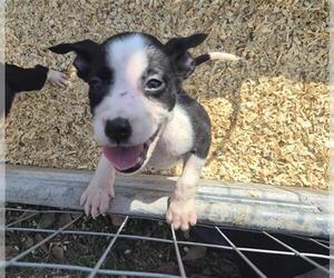 Siberian Husky-Unknown Mix Dogs for adoption in Houston, TX, USA
