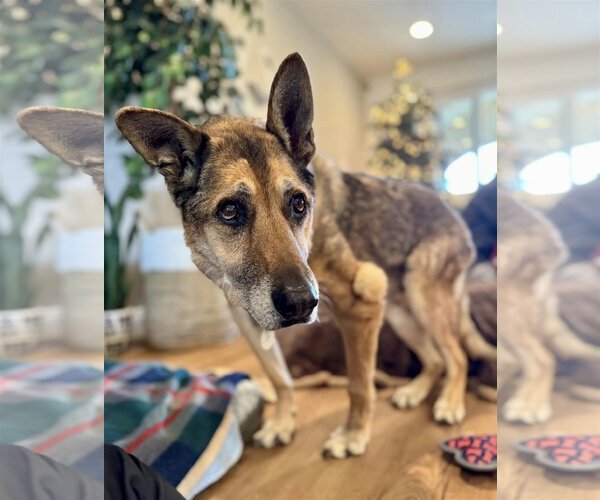 Medium Photo #5 German Shepherd Dog-Unknown Mix Puppy For Sale in  Ramona, CA, USA