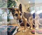 Small #4 German Shepherd Dog Mix