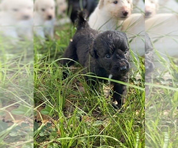 Medium Photo #1 Pyredoodle Puppy For Sale in NEWBERRY, FL, USA