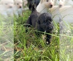 Small Photo #1 Pyredoodle Puppy For Sale in NEWBERRY, FL, USA