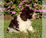 Small #2 Cavapoo