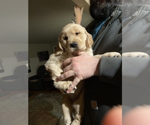 Golden Retriever Puppy for sale in SPOKANE, WA, USA