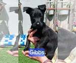 Small GIANT SCHNAUZER  Mix