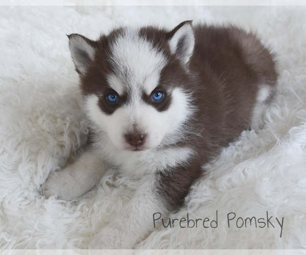 Medium Photo #3 Pomsky Puppy For Sale in KANSAS CITY, MO, USA