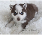 Small #2 Pomsky