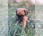 Small Photo #3 Rhodesian Ridgeback Puppy For Sale in PRINCETON, ID, USA