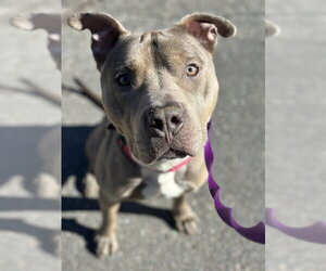American Staffordshire Terrier Dogs for adoption in Dedham, MA, USA