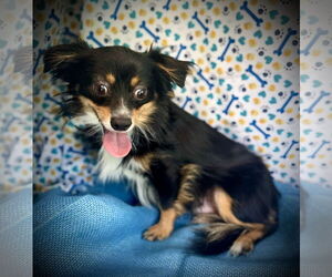 Cheeks Dogs for adoption in Pleasanton, TX, USA