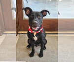 Small #3 Labrador Retriever Mix