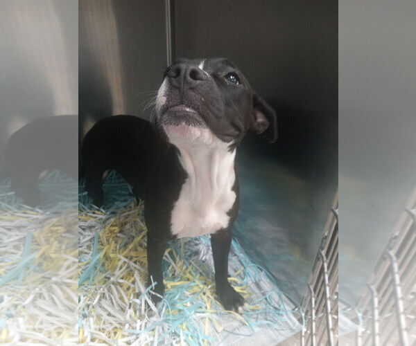 Medium Photo #17 American Pit Bull Terrier Puppy For Sale in Murfreesboro, NC, USA