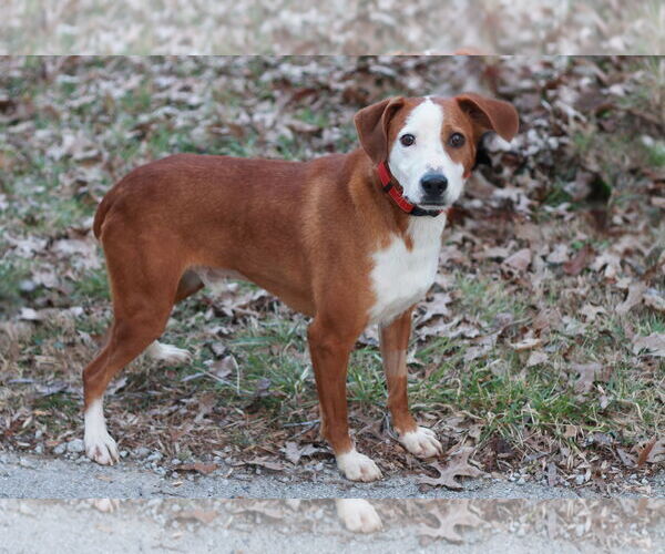 Medium Photo #2 Mountain Cur-Unknown Mix Puppy For Sale in Cookeville, TN, USA
