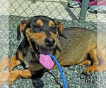 Small #2 Dachshund Mix