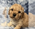 Puppy Puppy 6 Cavapoo