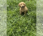 Small Photo #2 Golden Retriever Puppy For Sale in TAMPA, FL, USA