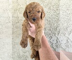 Small #1 Goldendoodle