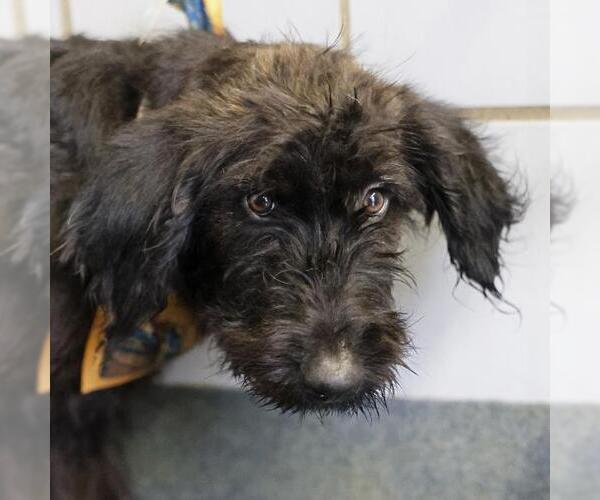 Medium Photo #1 Mutt Puppy For Sale in San Antonio, TX, USA