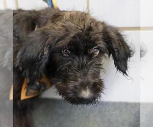 Mutt Dogs for adoption in San Antonio, TX, USA