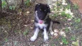 German Shepherd Dog Puppy for sale in ABILENE, TX, USA