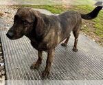 Small #4 Mutt