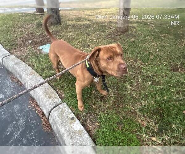 Medium Photo #1 American Staffordshire Terrier Puppy For Sale in Ocala, FL, USA