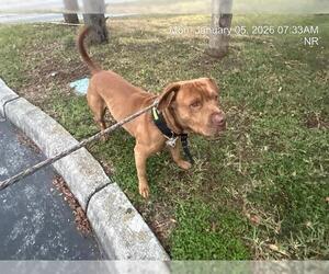American Staffordshire Terrier Dogs for adoption in Ocala, FL, USA