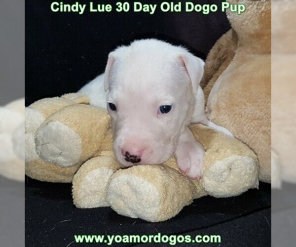 Medium Photo #57 Dogo Argentino Puppy For Sale in PINEVILLE, MO, USA