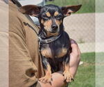 Small #1 Chiweenie