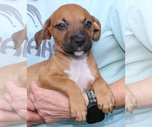Kirby 44217 - Male Retriever -Unknown Mix Dog for Adoption - Photo #3