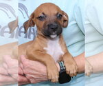 Small Photo #3 Retriever -Unknown Mix Puppy For Sale in Prattville, AL, USA
