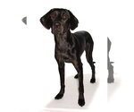 Small #2 Mutt
