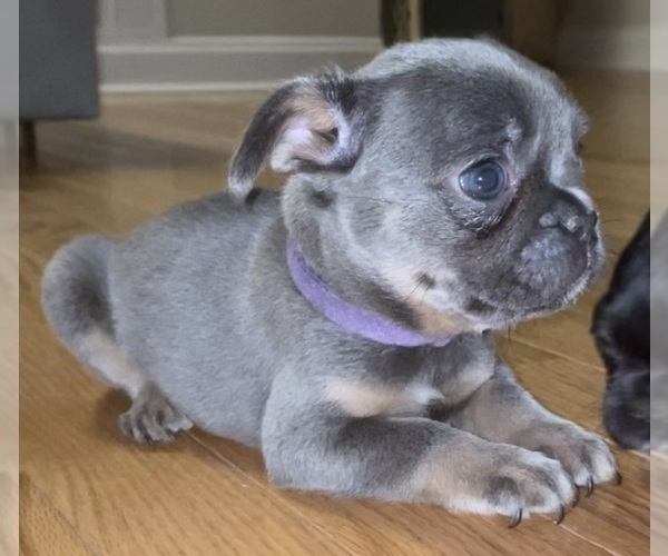 Medium Photo #1 French Bulldog Puppy For Sale in EDISON, NJ, USA