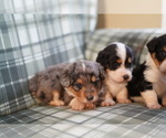 Small Photo #6 Cardigan Welsh Corgi-Poodle (Miniature) Mix Puppy For Sale in FREDERICK, MD, USA