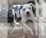 Small #21 American Pit Bull Terrier Mix