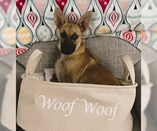 Medium Photo #3 Feist Terrier-Whippet Mix Puppy For Sale in Mt. Laurel, NJ, USA