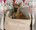 Small #2 Pembroke Welsh Corgi-Whippet Mix
