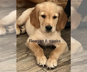 Golden Retriever Puppy for Sale in PEORIA, Arizona USA