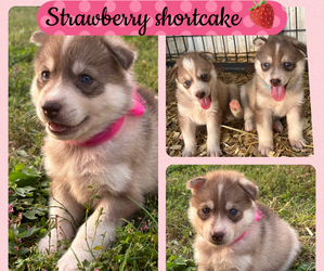 Siberian Husky Puppy for sale in WORTHINGTON, KY, USA