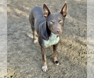 Mother of the Australian Kelpie puppies born on 02/19/2026