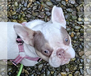 Aubrey - Female French Bulldog Dog for Adoption - Photo #4