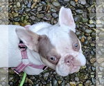 Small Photo #4 French Bulldog Puppy For Sale in Olalla, WA, USA