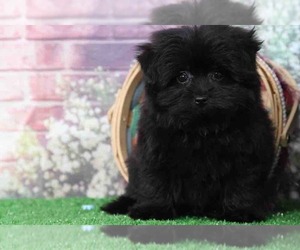 Pom-A-Poo Puppy for sale in BEL AIR, MD, USA