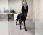 SMOKE - Male German Shepherd Dog-Unknown Mix Dog for Adoption - Small photo