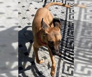Hattie, loves to cuddle - Female Black Mouth Cur-Labrador Retriever Mix Dog for Adoption - Photo #3