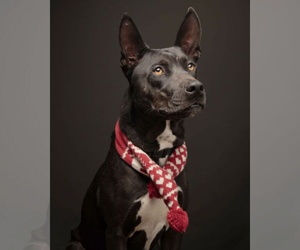 Medium Photo #9 American Pit Bull Terrier-American Staffordshire Terrier Mix Puppy For Sale in Corona, CA, USA