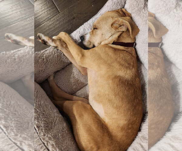 Medium Photo #3 Labrador Retriever Puppy For Sale in Denton, TX, USA