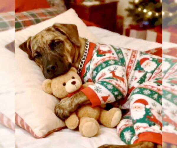 Medium Photo #8 Plott Hound-Unknown Mix Puppy For Sale in San Juan Capistrano, CA, USA