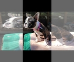 Small Photo #15 Faux Frenchbo Bulldog Puppy For Sale in SAN ANTONIO, TX, USA