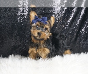 Medium Morkie