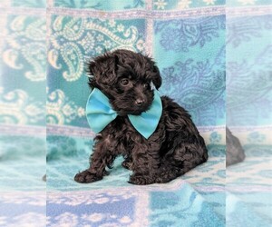Poodle (Toy)-Yorkshire Terrier Mix Puppy for sale in LEOLA, PA, USA